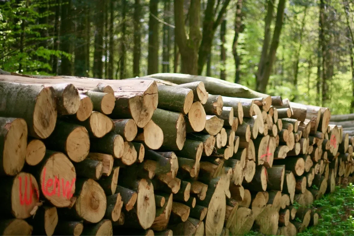 Beech Logs – Full load (whole or half)