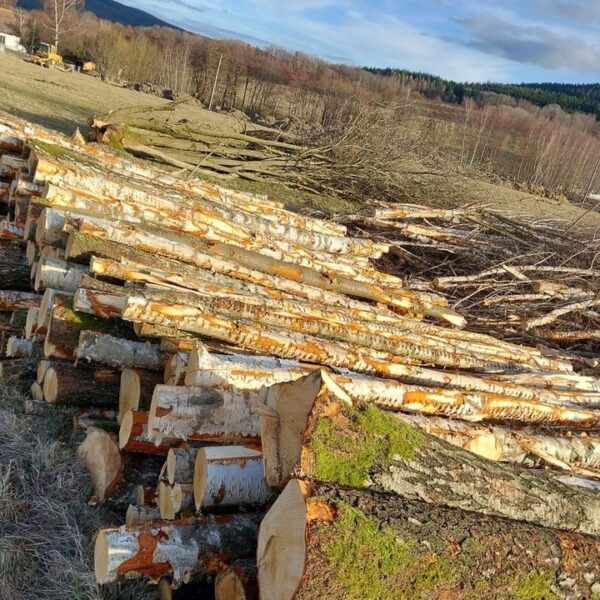 Birch – Half load 22.5 m³ (22.5 rm)