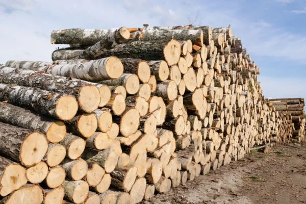 Birch Logs – Flexible Full Load (20ft or 40ft)